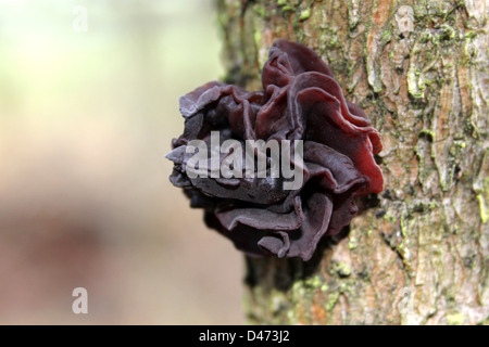 Grünen Gehirn Pilze Tremella foliacea Stockfoto