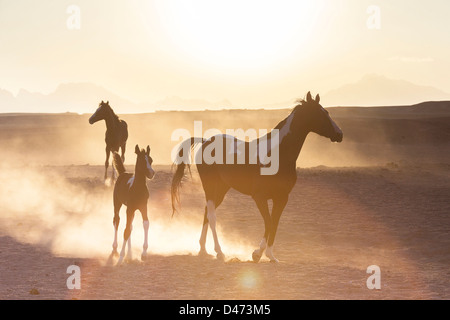 Reinrassige Araber. Pinto Stute mit Fohlen gehen in der Wüste Stockfoto