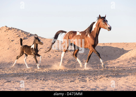 Reinrassige Araber. Pinto Stute mit Fohlen traben in der Wüste Stockfoto