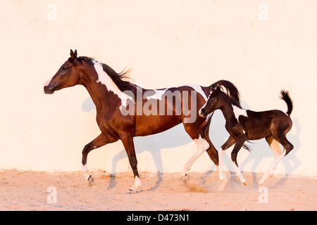 Reinrassige Araber. Pinto Stute mit Fohlen in einer Koppel traben Stockfoto