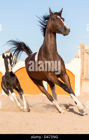 Reinrassige Araber. Pinto Stute mit Fohlen Galopp in einem paddock Stockfoto