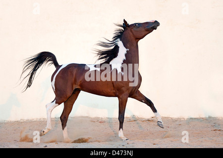 Reinrassige Araber. Pinto Stute im Trab in einem paddock Stockfoto