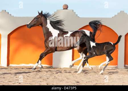 Reinrassige Araber. Pinto Stute mit Fohlen Galopp in einem paddock Stockfoto