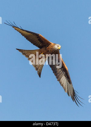 Rotmilan (Milvus Milvus) erhebt sich gegen den klaren blauen Himmel in Mid Wales. Stockfoto