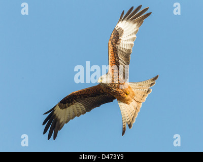 Rotmilan (Milvus Milvus) erhebt sich gegen den klaren blauen Himmel in Mid Wales. Stockfoto