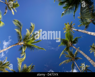 Ein Blick von unten auf Palmen und blauer Himmel, Maui, Hawaii. Stockfoto