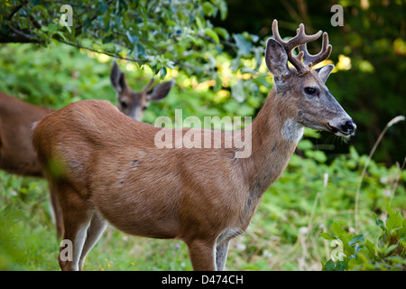 Die Maultier-Rotwild oder schwarz - angebundene Rotwild, Odocoileus Hemionus, Britisch-Kolumbien, Kanada. Stockfoto