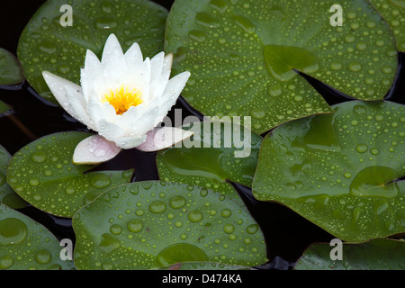 Weiße Seerose Blüte und Blätter mit Regentropfen zu öffnen. Stockfoto