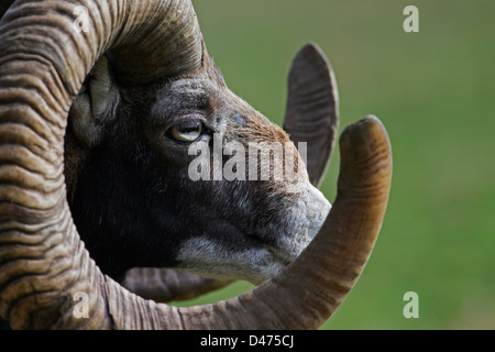 Europäische Mufflon (Ovis Gmelini Musimon) Nahaufnahme des Kopfes mit riesigen Hörnern Stockfoto