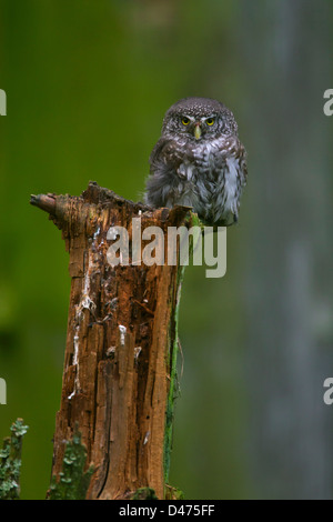 Eurasische Pygmy Eule (Glaucidium Passerinum) thront auf Baumstumpf, Schweden Stockfoto