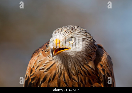 Rotmilan (Milvus Milvus) Raubvogel Nahaufnahme des Kopfes Stockfoto