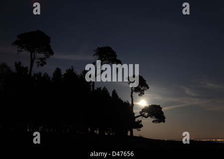 Mondlicht durch Bäume auf Faringdon Folly Hügel Stockfoto