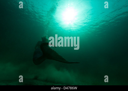 Junge Meerjungfrau Schwimmen oben durch trübe grün Bahama Gewässern, in Richtung Oberfläche. Stockfoto