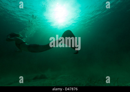 Silhouette Meerjungfrau Schwimmen durch trübe Wasser, auf den Bahamas. Stockfoto