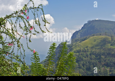 BLICK AUF DIE BERGE VON ELLA GAP UND DIE GROßEN ELLA ROCK IN SRILANKA Stockfoto