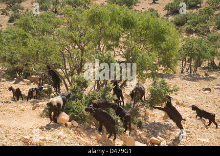 Ziegen in Marokko, die Blätter des Arganbaumes zu essen Stockfoto