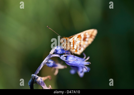 Marsh Fritillary Schmetterling Flügel geschlossen, auf einer blauen Glocke Hyacinthoides non-scripta Stockfoto