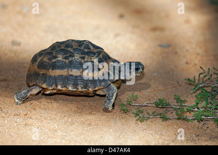Gemeinsamen Spinne Schildkröte, madagassischen Spinne Schildkröte (Pyxis Arachnoides) Stockfoto
