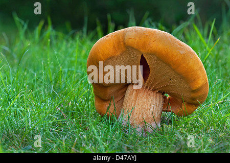 Goldene Bootleg, Golden Cap (Phaeolepiota Aurea), Fruchtkörper in Rasen Stockfoto