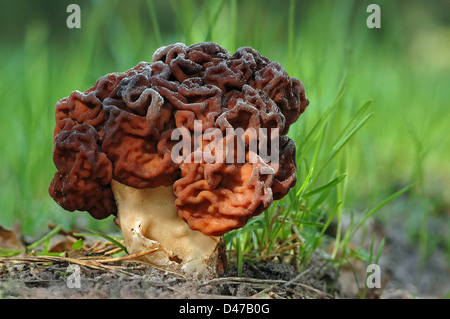 Falsche Morel, Gehirn Pilz, essbare montanen (montanen Esculenta). Fruchtkörper in Rasen Stockfoto