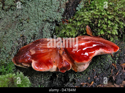 Beefsteak Pilz, Rusty Eiche Pilz (Fistulina Hepatica) Stockfoto