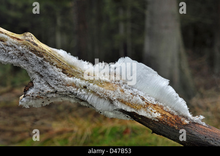 Haareis, Eis wolle. Sonderform der Nadel Eis gebildet auf zerfallenden Holz durch Wasser in in die Zellstrukturen nässende, th Stockfoto