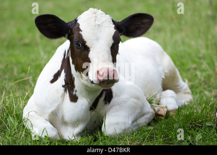 Weiße und braune Kalb im Grass liegen Stockfoto