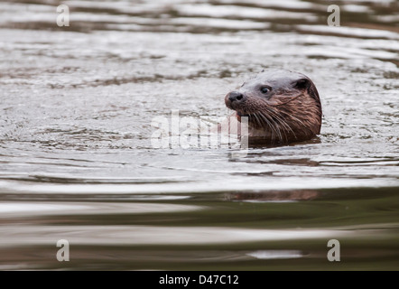 Wilde europäischer Fischotter Lutra Lutra in Norfolk Fluss schwimmen Stockfoto