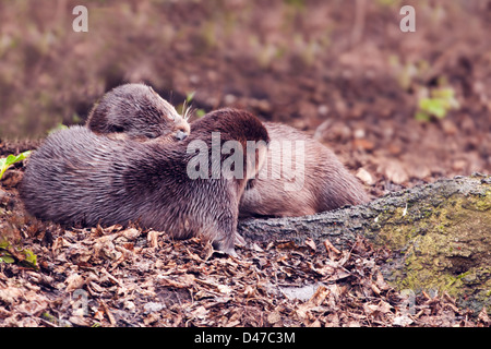 Paar von wilden europäischen Fischotter Lutra Lutra kuschelte sich am Ufer der Norfolk Stockfoto