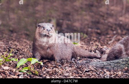 Wilde europäischer Fischotter Lutra Lutra am Ufer des Flusses in Norfolk Stockfoto