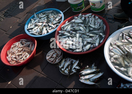 Sardinen für Verkauf durch Bopsphorus, Besiktas, Istanbul, Türkei Stockfoto