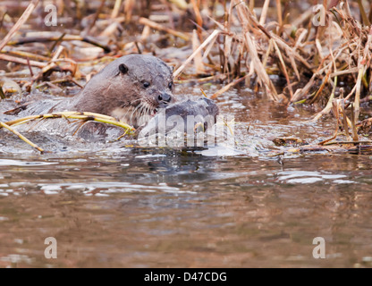 Paar von wilden europäischen Fischotter Lutra Lutra in Norfolk Fluss spielen Stockfoto