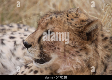 Gepard im Africat Foundation, Namibia, Südafrika Stockfoto