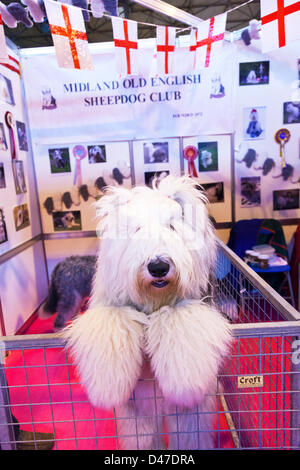 Birmingham, Vereinigtes Königreich. 7. März 2013. Crufts 2013 Hundeausstellung im nationalen Ausstellungszentrum NEC Birmingham UK England Tag eins des besten Hundes Show und Wettbewerb Old English Sheepdog mit Pfoten über Tor niedlich. Bildnachweis: Paul Thompson Live-Nachrichten / Alamy Live News Stockfoto