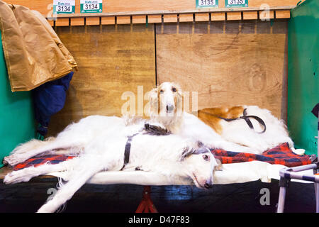 Birmingham, Vereinigtes Königreich. 7. März 2013. Crufts 2013 Hundeausstellung im NEC national Exhibition Centre Birmingham UK England Tag eines der führenden Hundeausstellung und Wettbewerb Pharaoh Hounds müde vor Show entspannen. Bildnachweis: Paul Thompson Live-Nachrichten / Alamy Live News Stockfoto