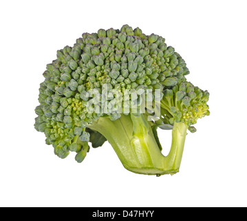 Makro-Bild von einem Blümchen Brokkoli (Brassica Oleracea var. Botrytis) isoliert auf einem weißen Hintergrund Stockfoto