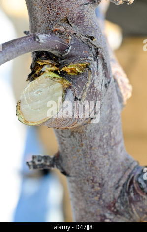 Hohen Spindel Apfelbaum mit Draht Handbuch Obstgarten im Winter beschnitten frisch Upstate New York Stockfoto