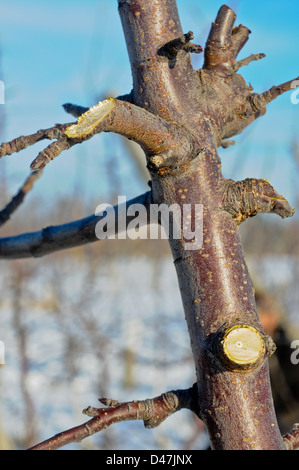 Hohen Spindel Apfelbaum mit Draht Handbuch Obstgarten im Winter beschnitten frisch Upstate New York Stockfoto