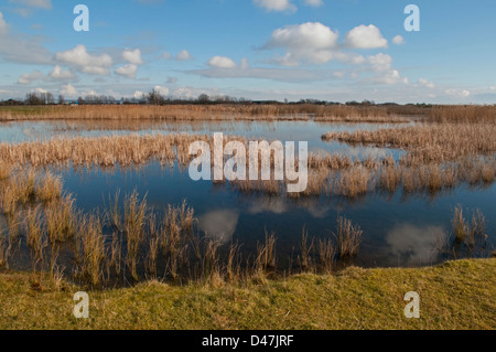 Röhrichten bei Roggen Harbour Nature reserve, East Sussex, UK Stockfoto