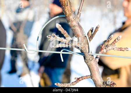 Hohen Spindel Apfelbaum mit Draht Handbuch Obstgarten im Winter, Upstate New York Stockfoto