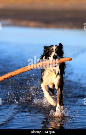 Junger Border-Collie Hund holen Stick am Strand Stockfoto