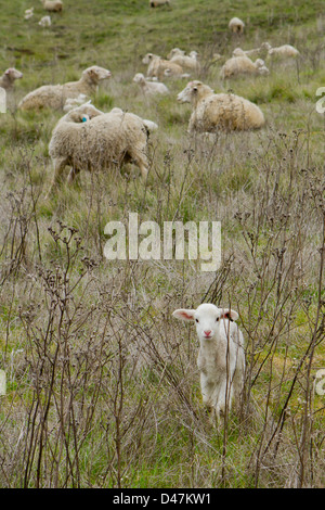 Neugeborenen Lämmern in einem Feld. Stockfoto