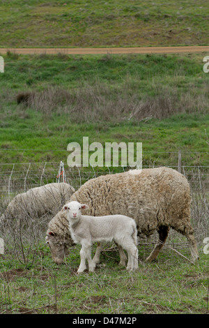 Neugeborenen Lämmern in einem Feld. Stockfoto