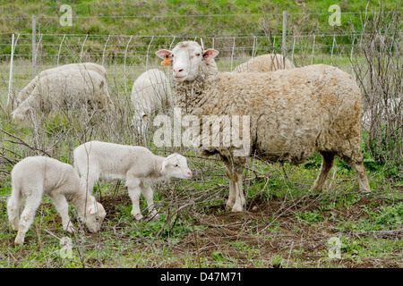 Neugeborenen Lämmern in einem Feld. Stockfoto