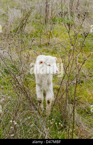 Ein Neugeborenes Lamm. Stockfoto