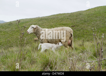 Krankenpflege-Lamm Stockfoto