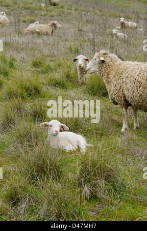 Neugeborenen Lämmern in einem Feld. Stockfoto