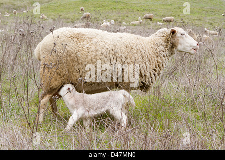 Neugeborenen Lämmern in einem Feld. Stockfoto