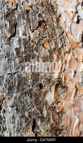 strukturierte Detail der alten Kiefer Rinde Stockfoto