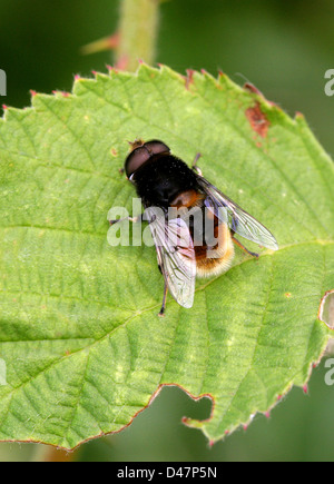 Hoverfly, Volucella Bombylans, Syrphidae, Diptera. Eine Imitation der Rotschwanz-Hummel. Stockfoto